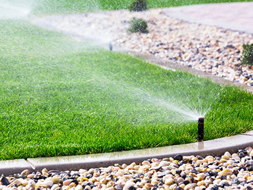 Underground Sprinkler Head raised and watering lawn